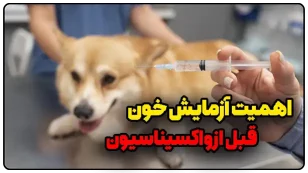 اهمیت آزمایش خون قبل از واکسیناسیون