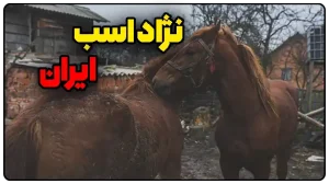 اسب های ایران