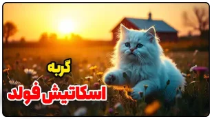 گربه اسکاتیش فولد