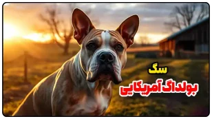 سگ بولداگ آمریکایی